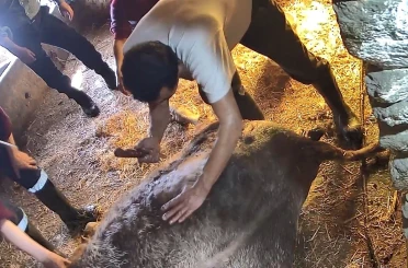 Doğum yapmakta zorlandığı için ekmek bıçağı ile ameliyat edilip sezaryen yapılan inek telef oldu 