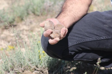 "Dolaman kurdu" günde 60 bin liralık mantar buluyor