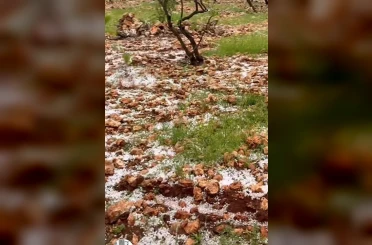 Dolu yağışı Antep fıstığı bahçelerine zarar verdi 