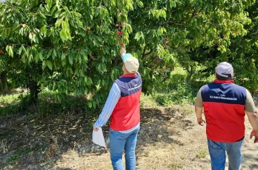 Dolu yağışından dolayı hasar tespit çalışmaları sürüyor 