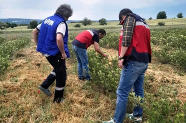 Domaniç’te aronya üretimine yönelik teknik çalışmalar sürüyor 