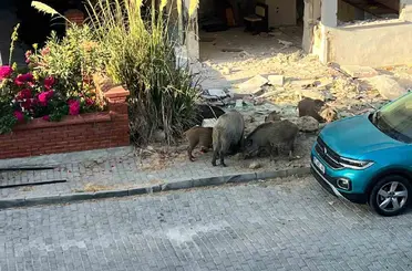 Domuz sürüsü mahalleye indi, vatandaşlar tedirgin oldu
