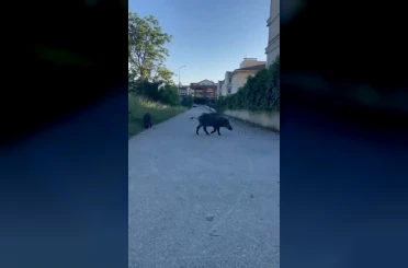 Domuzlar yerleşim yerine inerek yiyecek aradı 