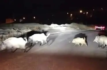 Domuzlara yol tarifi gülümsetti
