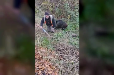 Domuzun saldırısından avcı arkadaşları kurtardı 