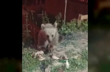 Dumanlı Parkında karnını duyuran ayı görüntülendi 