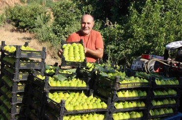 Dünyanın ilk incirinde son hasat bereketi 