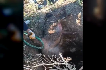 Düştüğü çukurda mahsur kalan yaban domuzunu vatandaşlar kurtardı 