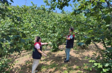 Düzce’de 2026 yılı fındık hasat tarihleri belirlendi 