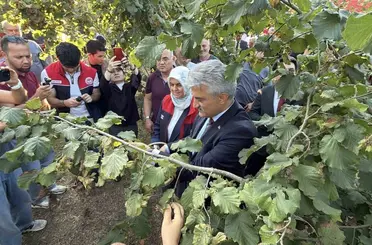Düzce’de fındık hasat şenliği
