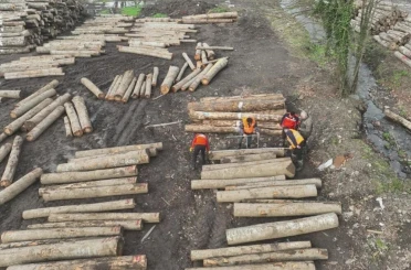 Düzce’den 11 bin 596,5 ton orman ürünü ihraç edildi 