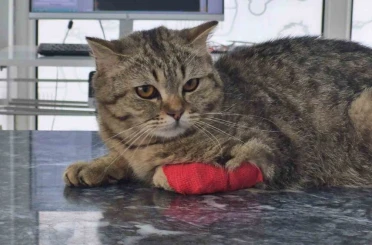 Düzce’den 928 tona yakın kedi köpek maması ihraç edildi 