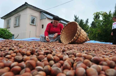 Düzce’den AB ülkelerine 5 bin 291 ton fındık ihraç edildi 