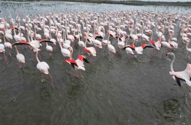Eber Gölü’nde görsel şölen: Flamingolar renkli görüntüler oluşturdu 