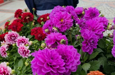 Edirne Saraçhane Caddesi’nde fesleğen kokusu 