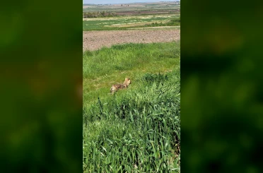 Edirne’de aç kalan çakal köye indi 