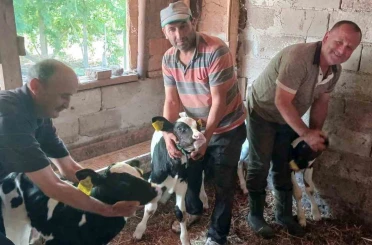 Edirne’de besicinin üçüz buzağı sevinci 