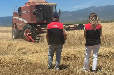 Edremit’te buğday hasadı başladı 