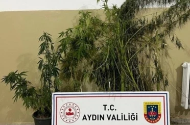 Efeler’de 22 kök kenevir ele geçirildi 