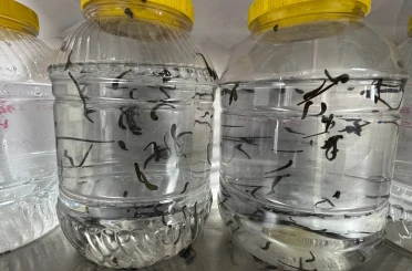 Eğirdir’de yılda 20 bin tıbbi sülük kontrollü ortamda üretiliyor 