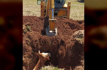 Ekipler seferber oldu, çukura düşen inek kurtarıldı 