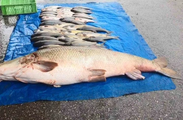 Elazığ’da 52 kilogram ağırlığında turna yakalandı 