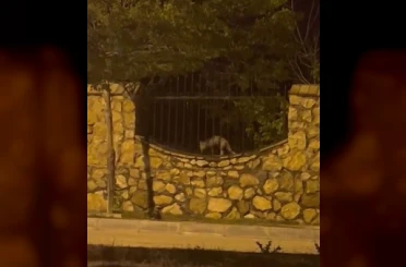 Elazığ’da aç kalan tilki tavuğu böyle götürdü 