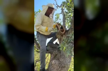 Elazığ’da ağacın gövdesinden 3 kilo bal çıktı 