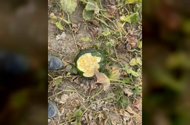 Elazığ’da bahçeler domuzlarının istilasına uğradı 