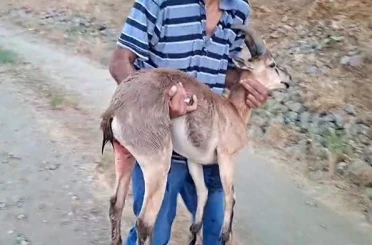 Elazığ’da bir şahıs, köpeklerin saldırdığı dağ keçisini kucağında taşıdı 