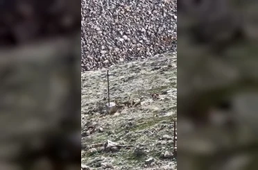 Elazığ’da dağ keçileri sürü halinde görüldü 