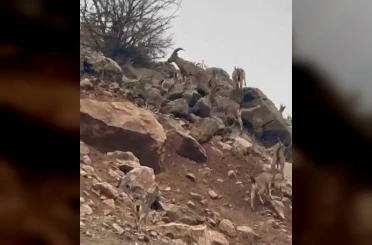 Elazığ’da dağ keçileri sürü halinde görüntülendi 