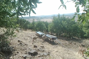 Elazığ’da dağ keçilerinin sıvatlardan su içmesi fotokapanlara yansıdı 