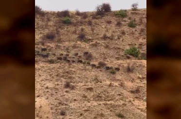 Elazığ’da domuz sürüsü görüntülendi 