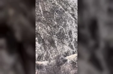 Elazığ’da domuz sürüsü görüntülendi 
