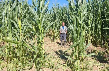 Elazığ’da domuz sürüsü mısır tarlasını talan etti 