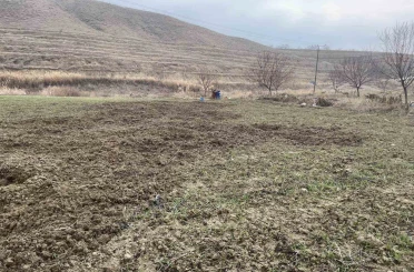 Elazığ’da domuzlar ekili 10 dönüm araziyi talan etti 