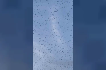 Elazığ’da ender rastlanan doğa olayı: Gökyüzünü böcekler sardı 