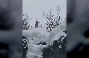 Elazığ’da koruma altındaki vaşak görüntülendi 