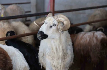 Elazığ’da kurbanlık satışları başladı 