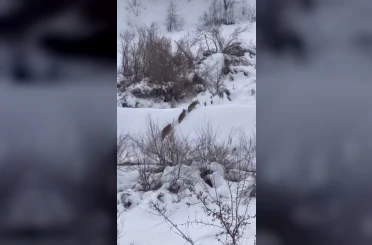 Elazığ’da kurt sürüsü görüldü 