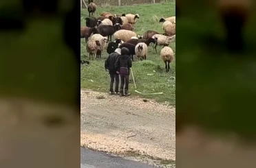 Elazığ’da minik çobanların sürü başında halayı 