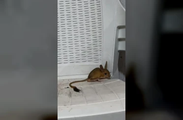Elazığ’da nesli tehdit altında olan Arap Tavşanı görüldü 