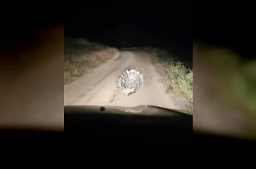 Elazığ’da oklu kirpi görüntülendi 