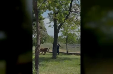 Elazığ’da sahibinden kaçan dana paniğe neden oldu 