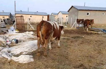 Elazığ’da şap hastalığı ve ölümler üreticiyi zorluyor 