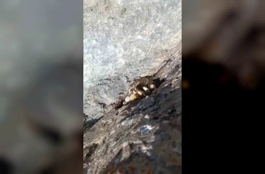 Elazığ’da sarp kayalıklarda oluşan doğal kaya balı bulundu 