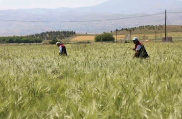 Elazığ’da süne sürveyi ve CBS çalışmaları sahada değerlendirildi 