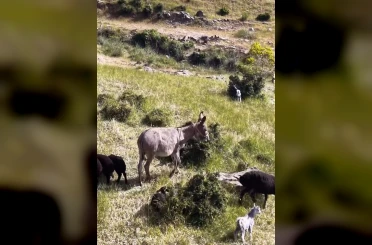 Elazığ’da sürüden ayrılan eşeği dronun sesi geri getirdi 