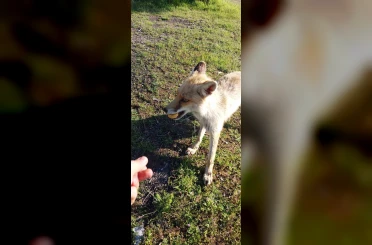 Elazığ’da tilkiyi elleriyle besledi 